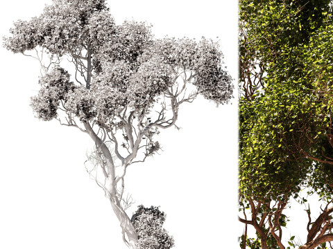 Tree Vol 06 Modello 3D