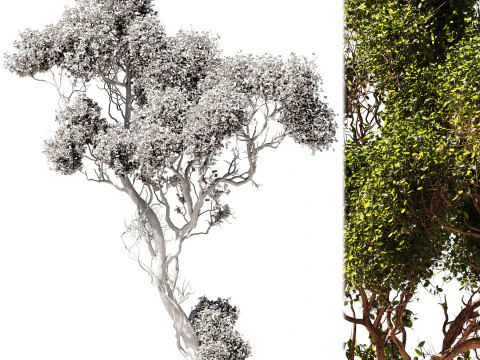 Tree Vol 06 3D Model