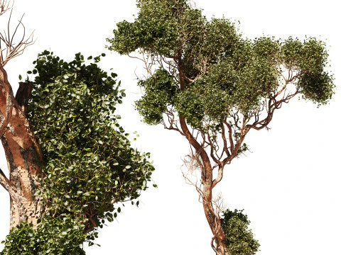 Tree Vol 06 3D Model