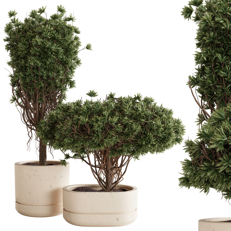 Indoor Plant 22 3D Model .c4d .max .obj .3ds .fbx .stl .blend 