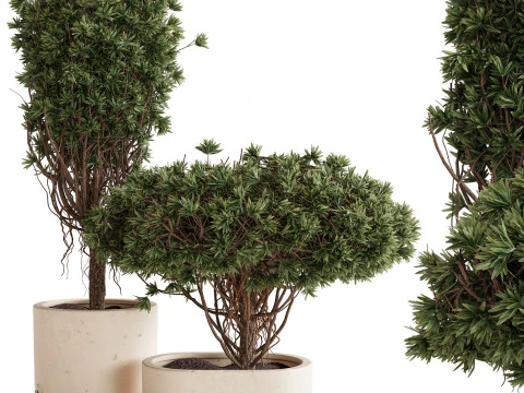 실내식물 22 3D 모델