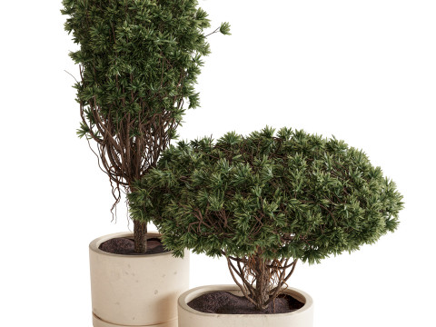 Indoor Plant 22 3D Model