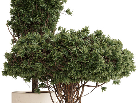 Indoor Plant 22 3D Model