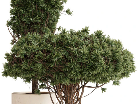 Indoor Plant 22 3D Model