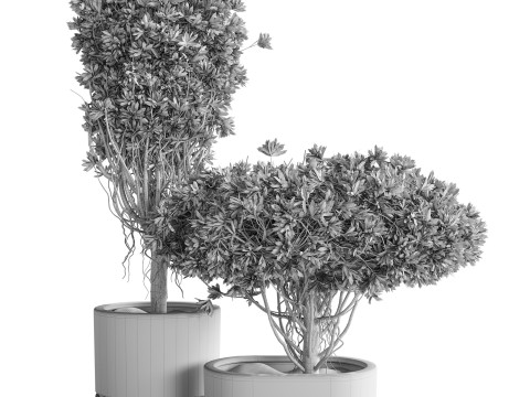 Indoor Plant 22 3D Model