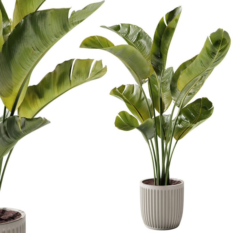 Indoor Plant 23 - Banana Plant 3D Model .c4d .max .obj .3ds .fbx .stl .blend 