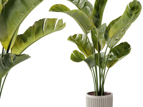 Kapalı Bitki 23 - Muz Bitkisi 3D Model