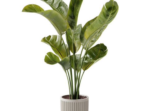 Indoor Plant 23 - Banana Plant 3D Model