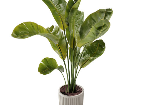 Indoor Plant 23 - Banana Plant 3D Model
