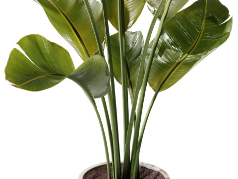 Indoor Plant 23 - Banana Plant 3D Model