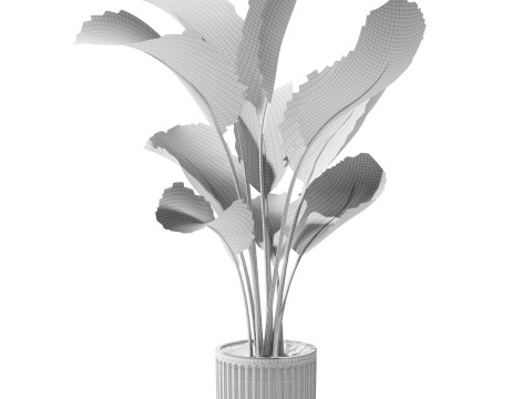Indoor Plant 23 - Banana Plant 3D Model