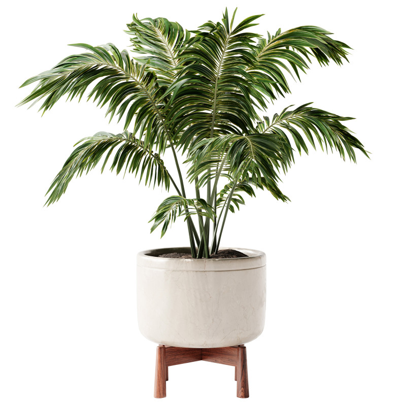 Indoor Plant 24 - Decorative Palm 3D Model .c4d .max .obj .3ds .fbx .stl .blend 