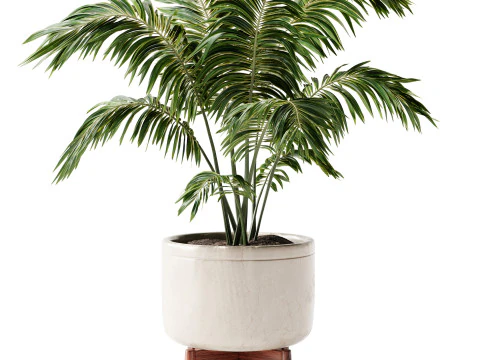 Indoor Plant 24 - Decorative Palm 3D Model