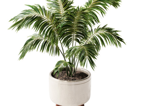 Indoor Plant 24 - Decorative Palm 3D Model