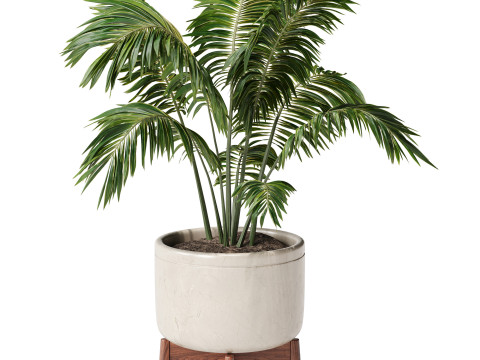 Indoor Plant 24 - Decorative Palm 3D Model
