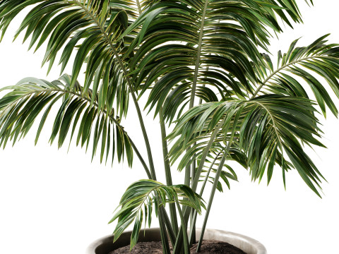 Indoor Plant 24 - Decorative Palm 3D Model