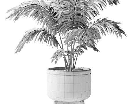 Indoor Plant 24 - Decorative Palm 3D Model