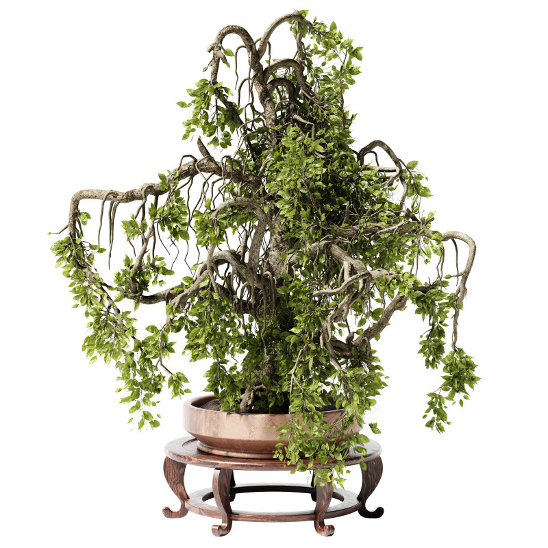 Indoor Plant 25 Bonsai Modèle 3D .c4d .max .obj .3ds .fbx .stl .blend 