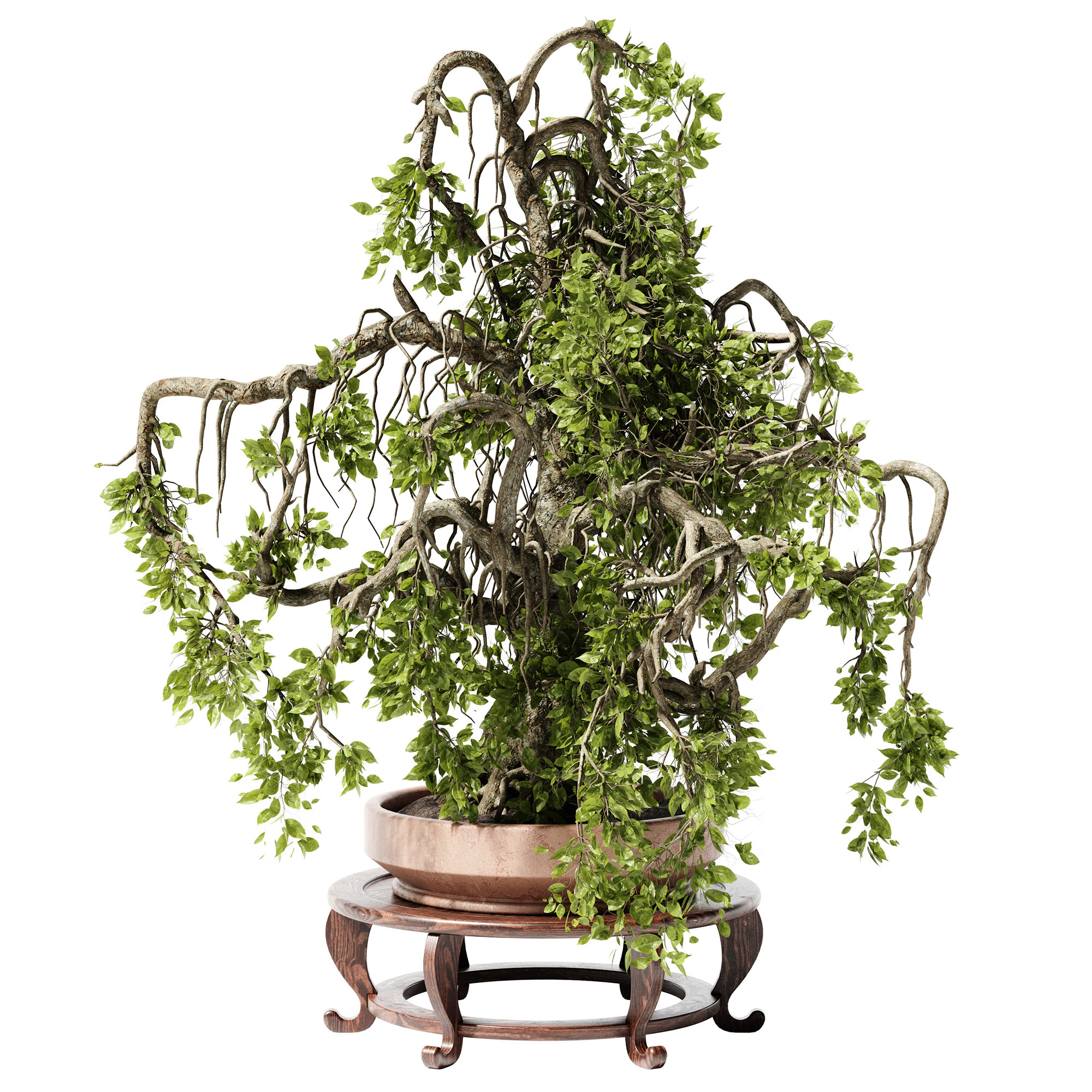 Indoor Plant 25 Bonsai 3D Model .c4d .max .obj .3ds .fbx .stl .blend 