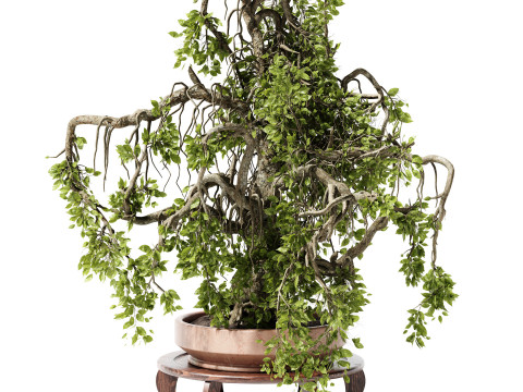 Indoor Plant 25 Bonsai Modello 3D