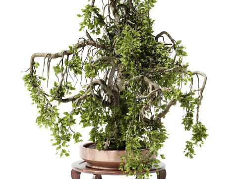 Planta de Interior 25 Bonsai Modelo 3D