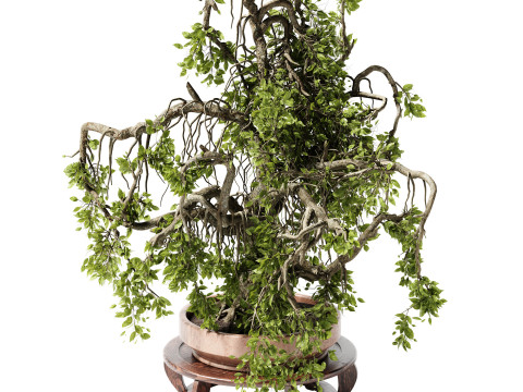 Indoor Plant 25 Bonsai Modèle 3D
