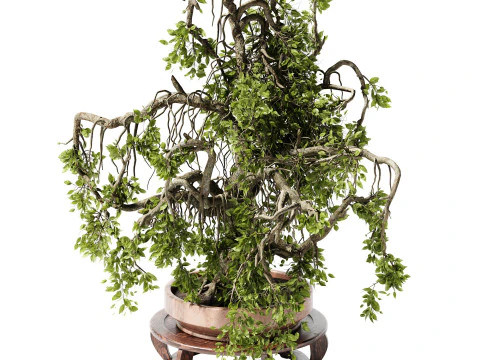 Indoor Plant 25 Bonsai 3D Model