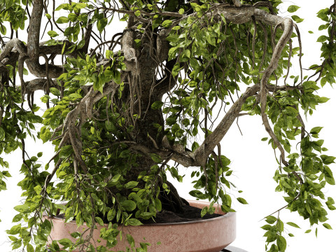Indoor Plant 25 Bonsai Modèle 3D