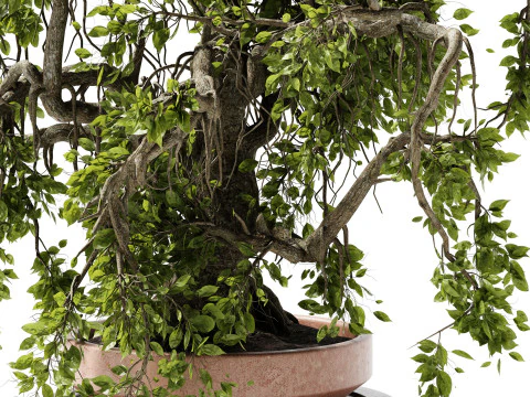 Indoor Plant 25 Bonsai 3D Model