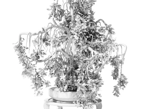 Indoor Plant 25 Bonsai 3D Model