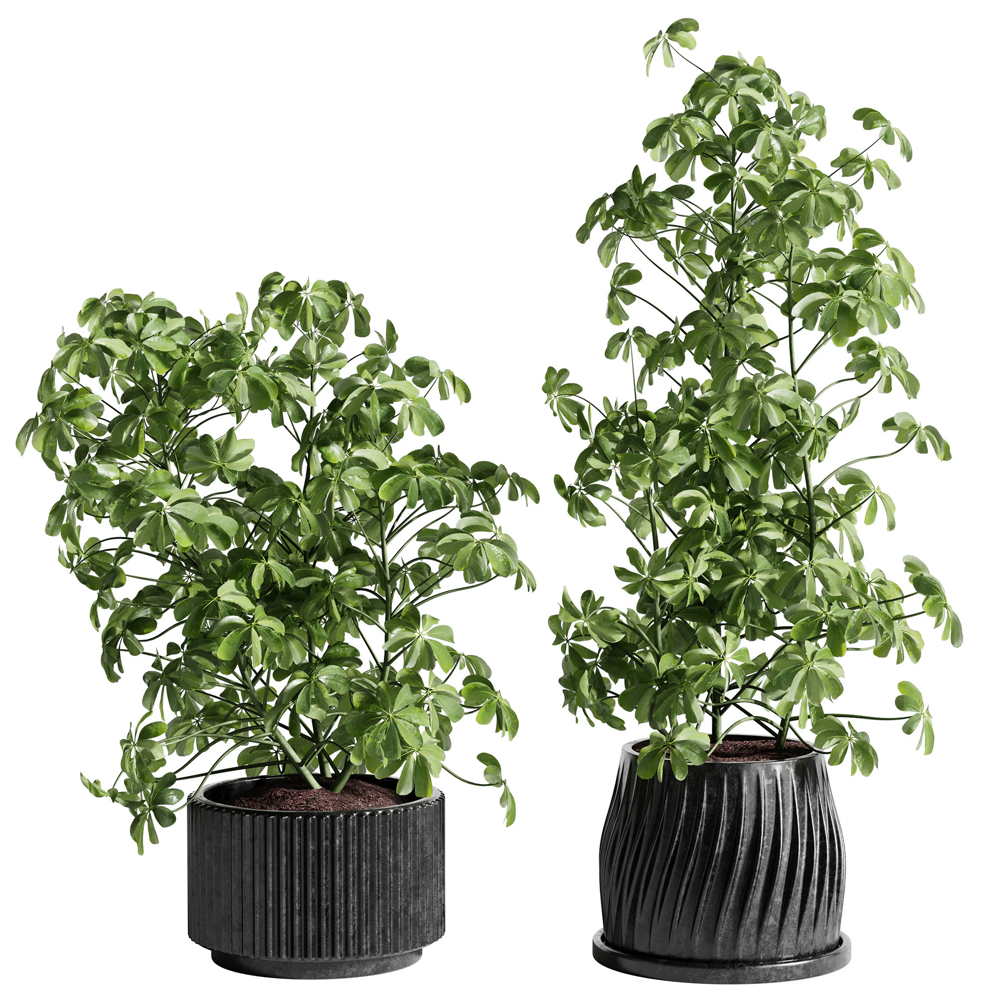 Indoor Plant 26 - Schefflera 3D Model .c4d .max .obj .3ds .fbx .stl .blend 