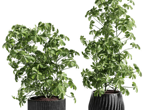 Indoor Plant 26 - Schefflera Modello 3D