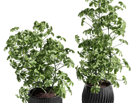 Indoor Plant 26 - Schefflera Modello 3D