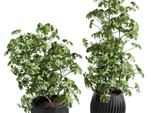 Indoor Plant 26 - Schefflera 3D Model