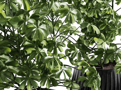 Indoor Plant 26 - Schefflera 3D Model