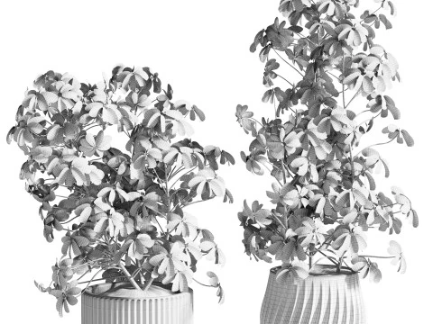 Indoor Plant 26 - Schefflera 3D Model
