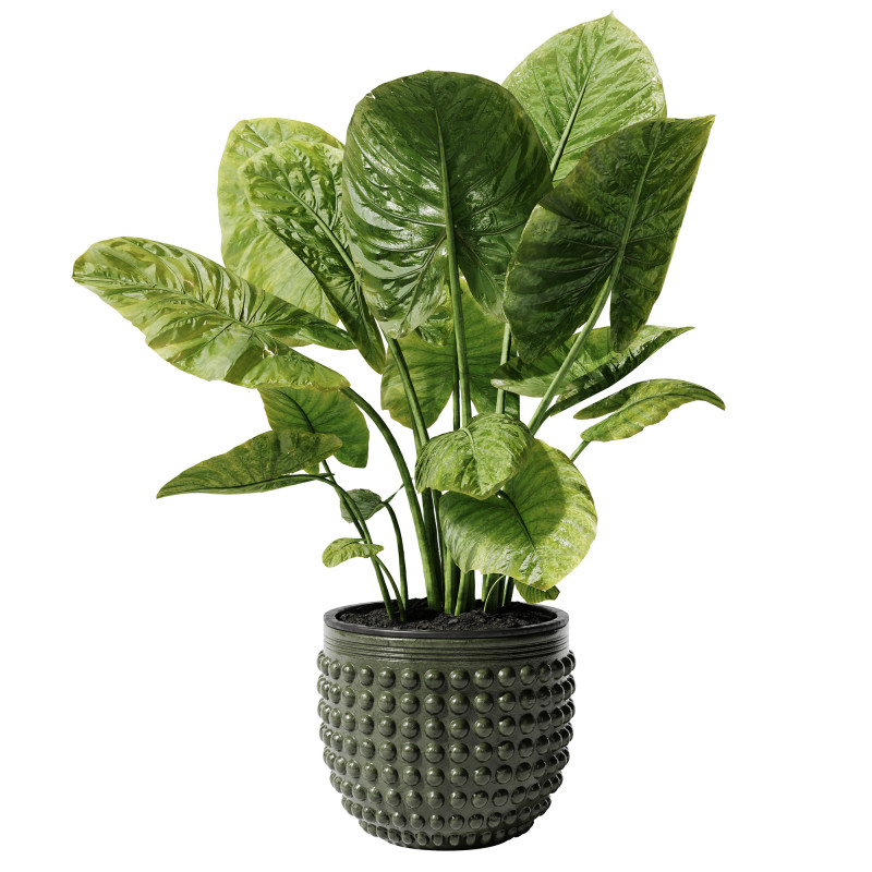 Indoor Plant 27 - Elephant Ear 3D Model .c4d .max .obj .3ds .fbx .stl .blend 