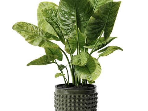 Indoor Plant 27 - Elephant Ear 3D Model