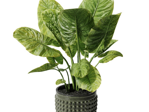 Indoor Plant 27 - Elephant Ear 3D Model