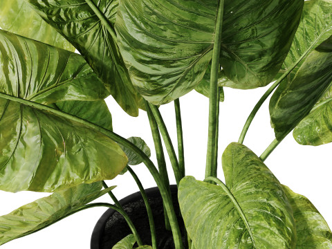 Indoor Plant 27 - Elephant Ear 3D Model