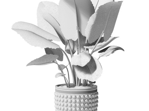 Indoor Plant 27 - Elephant Ear 3D Model