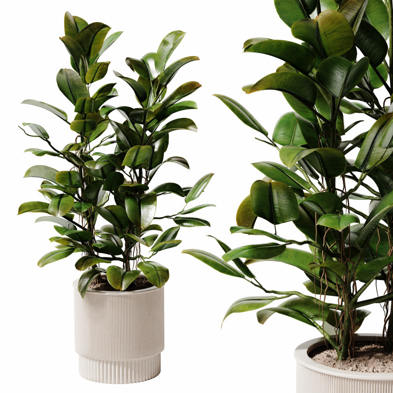 Indoor Plant 28 - Potted Ficus Modèle 3D .c4d .max .obj .3ds .fbx .stl .blend 