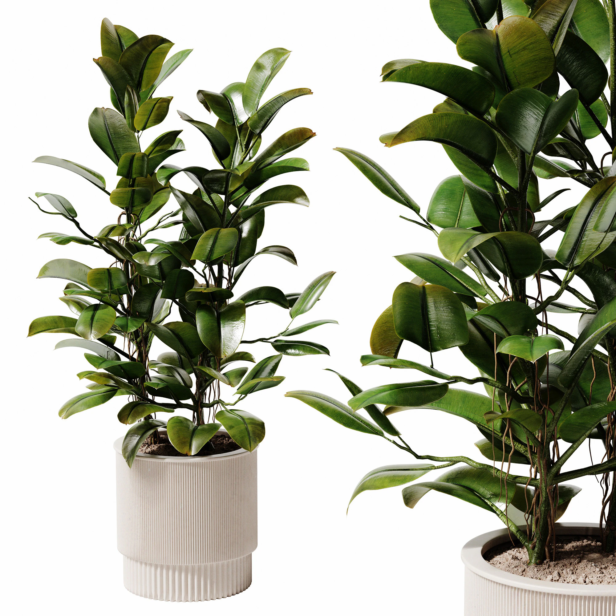Indoor Plant 28 - Potted Ficus 3D Model .c4d .max .obj .3ds .fbx .stl .blend 