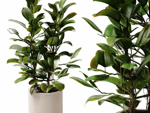 Indoor Plant 28 - Potted Ficus 3Dモデル