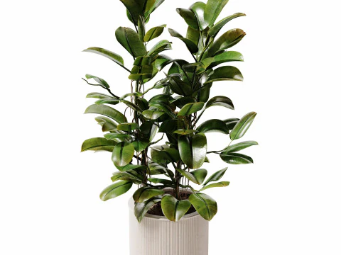 Indoor Plant 28 - Potted Ficus 3D Model