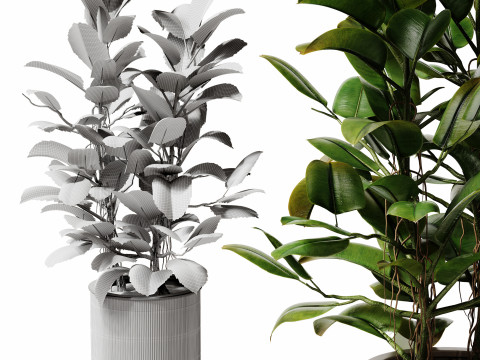 Indoor Plant 28 - Potted Ficus Modèle 3D
