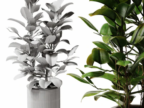 Indoor Plant 28 - Potted Ficus 3D Model
