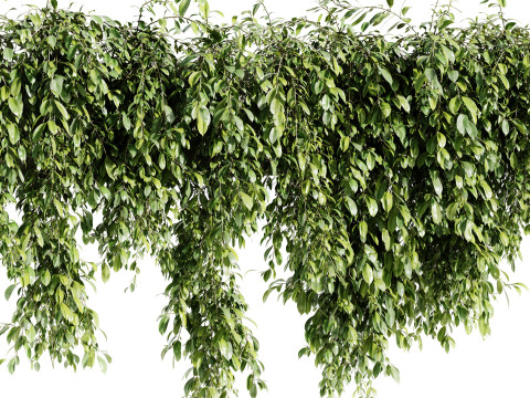 Outdoor Plants 09 - Hanging Plant 3D Модель