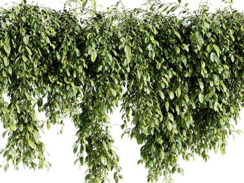 Outdoor Plants 09 - Hanging Plant 3D Model
