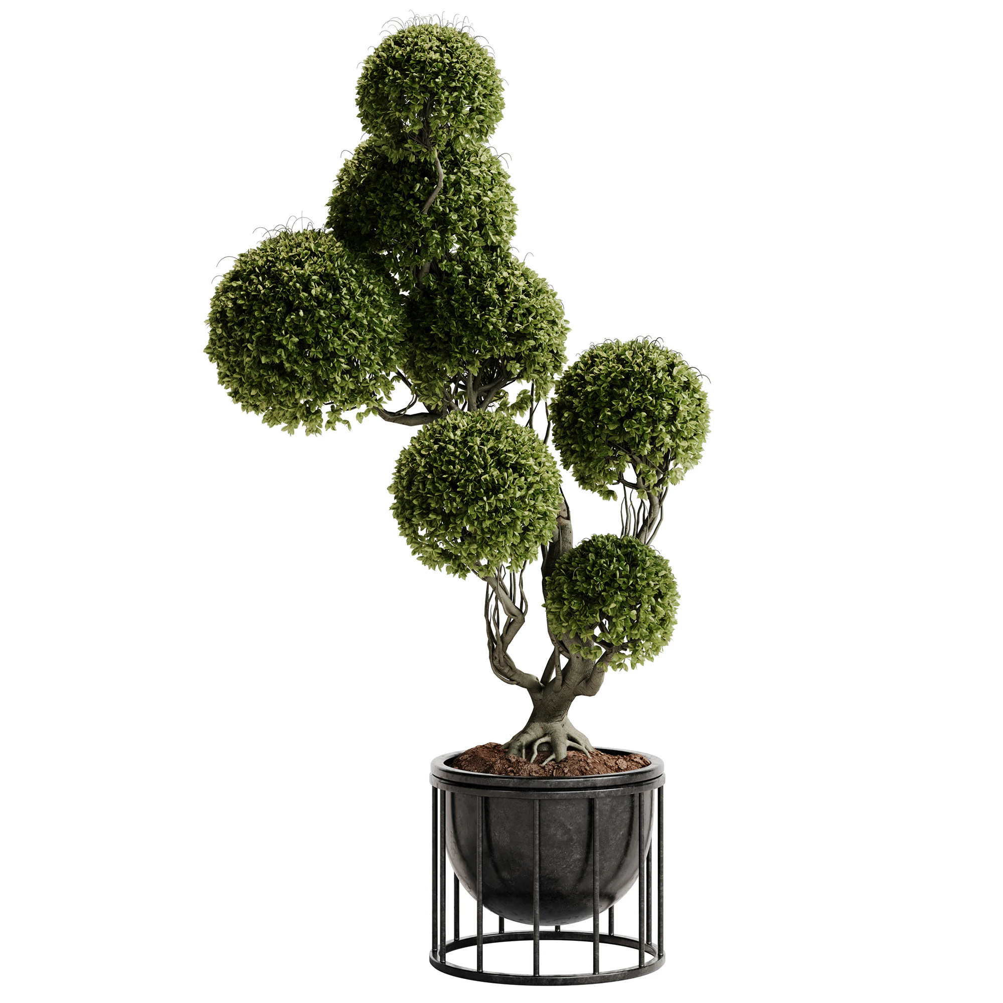 Indoor Plant 30 - Topiary 3D Model .c4d .max .obj .3ds .fbx .stl .blend 
